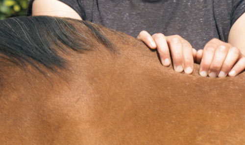 person giving a massage to a horse back close up 9 horse care techniques