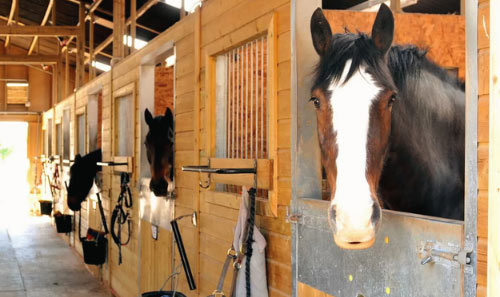 horses in stalls at stable with open doors showcasing 11 breeds of horses