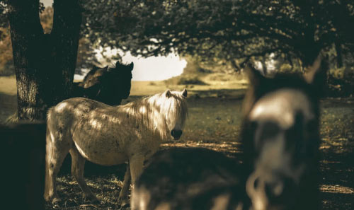 three horses in a natural setting with trees creating shade displaying the beauty of 12 horse breeds